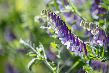 Fioletowe kwiaty wyki na słonecznej łące © Meija