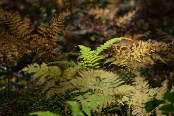 Kolorowe liście paproci jesienią © Meija