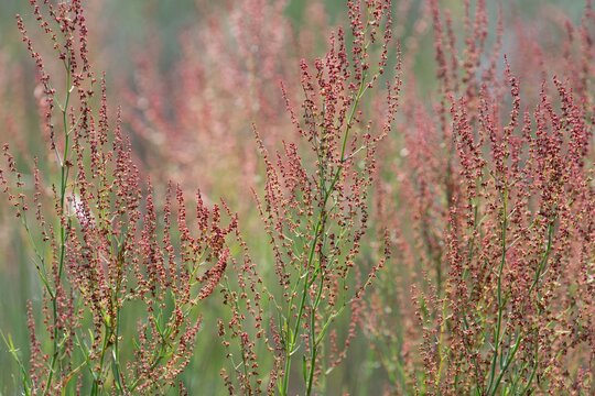 Kwitnący szczaw polny na letniej łące