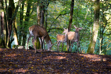 A herd of red deers in the woods