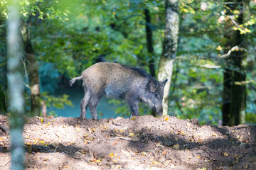 Young wild boars in woods
