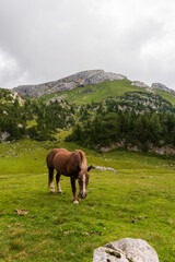 Beautiful wild horses roaming free in the Alps in summer