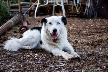 Ralph the dog, Tasmania