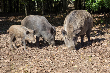 A group of wild boars in woods