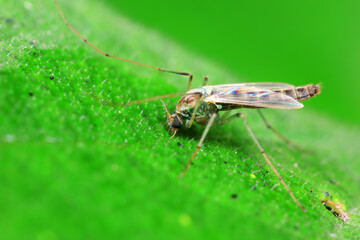 Chironomid males inhabit wild plants, North China