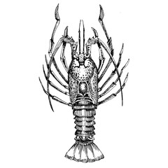 Spiny lobster. Sketch in vintage style for the design of the seafood restaurant menu.