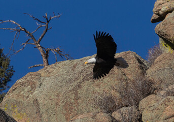 Bald Eagle in Eleven Mile Canyon