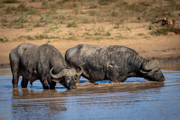 Two buffalo bulls drinking water in Kruger Park in South Africa