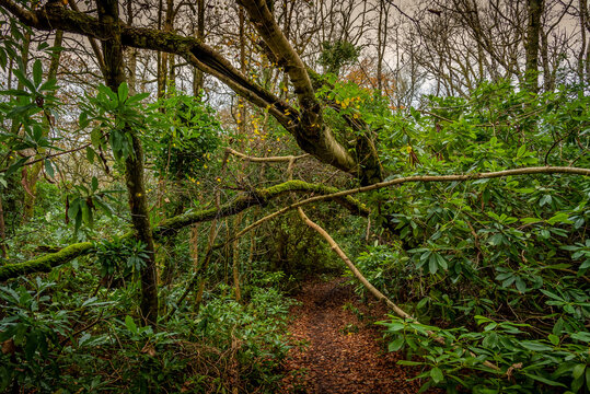 Path through a tangled wood