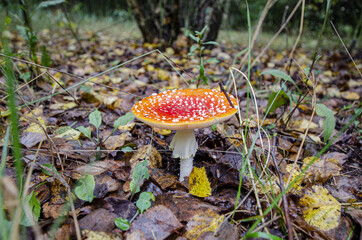 
toadstool growing in forest litter in the forest