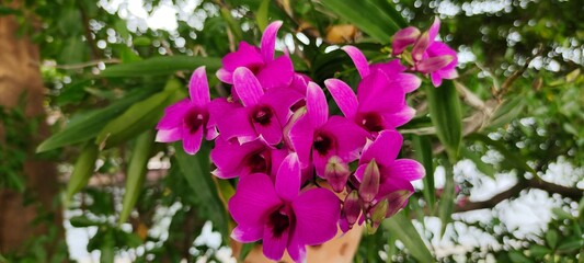 Fototapeta premium Purple and white orchid hanging in pot