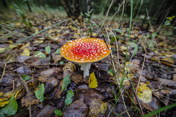 
toadstool growing in forest litter in the forest