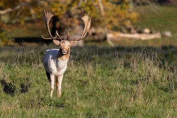 The Fallow Deer of Charlecote Park