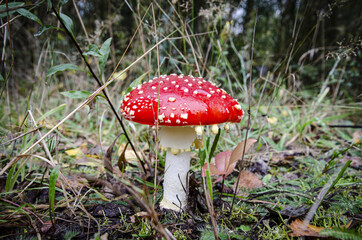 
toadstool growing in forest litter in the forest