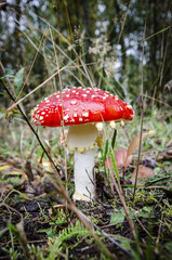 
toadstool growing in forest litter in the forest