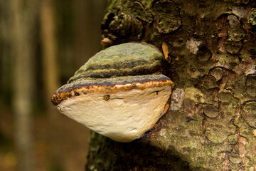 Wood mushroom growing on the trunk of tree in the forest