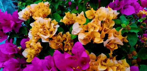 Bougainvillea​ flower​
