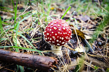 
toadstool growing in forest litter in the forest
