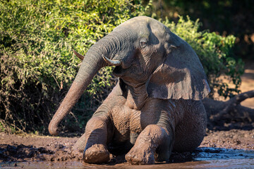 Adult elephant sitting in mud having a mud bath at the edge of Chobe River in Botswana