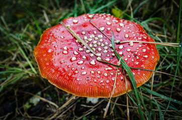 
toadstool growing in forest litter in the forest
