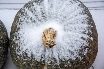 Huge pumpkin in the snow close-up. The view from the top. Winter horizontal snow-covered background