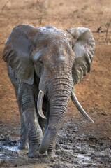 Vertical portrait of a large elephant bull covered in mud in Kruger Park in South Africa