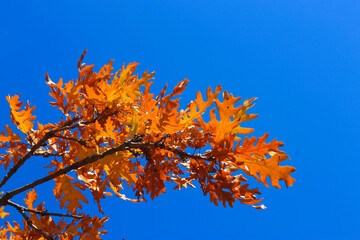 Yellow oak leaves against blue sky in the autumn forest