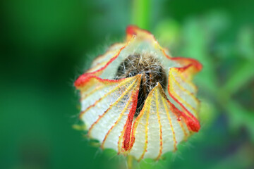 Wild watermelon seedling flowers in fields, North China