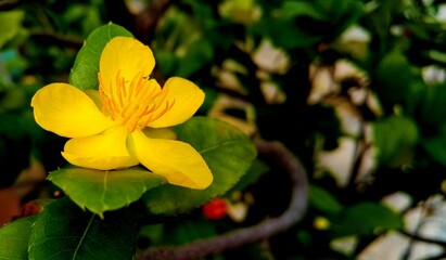 yellow flower