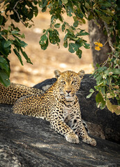 Adult male leopard lying on a large rock under a tree in Kruger Park in South Africa