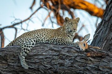 Adult leopard lying in a tree with its prey in Khwai Okavango Delta in Botswana
