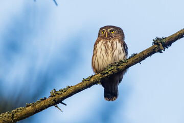 Sperlingskauz (Glaucidium passerinum)