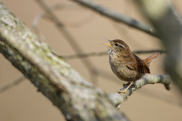 Zaunkönig (Troglodytes troglodytes)