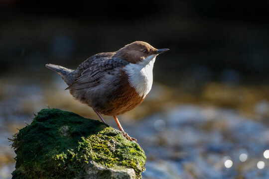 Wasseramsel (Cinclus cinclus)