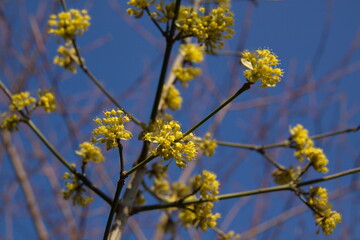 Blooming cornel cherry tree in a garden
