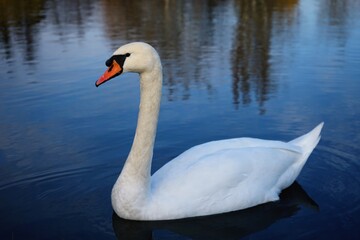 swans on the lake