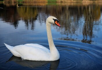 two swans on the lake