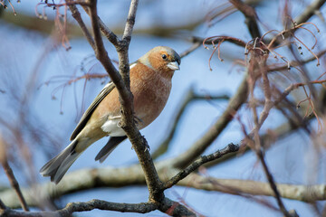 Buchfink (Fringilla coelebs) Männchen