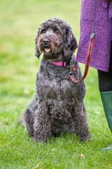 Well behaved happy black labradoodle on a leash and sitting in a field next to owner