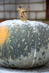 Pumpkins in the snow close-up. Winter vertical snow-covered background.