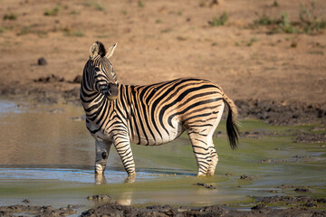 Fototapeta na wymiar Female zebra standing in green muddy water in Kruger Park in South Africa