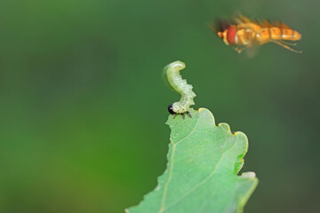 Flies on plants in the nature, North China Plain