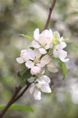 White blossom