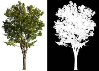 isolated single tree on white background with clipping path © angkhan
