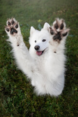 PAWS UP (SAMOYED DOG)