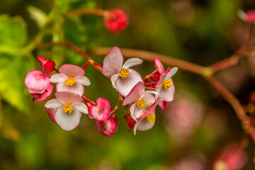 A red and white Begonia flower in the tropical garden above the city of Funchal Madeira with background defocussed