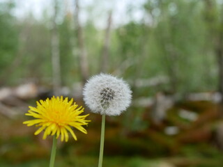 Löwenzahn Pusteblume Wald Natur Wiese