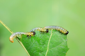 Sawfly larvae nibble on green leaves, North China