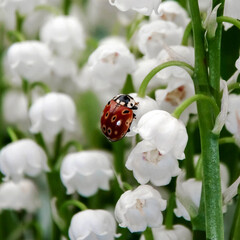 ladybug and Lily of the valley flowers