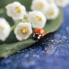 ladybug and Lily of the valley flowers